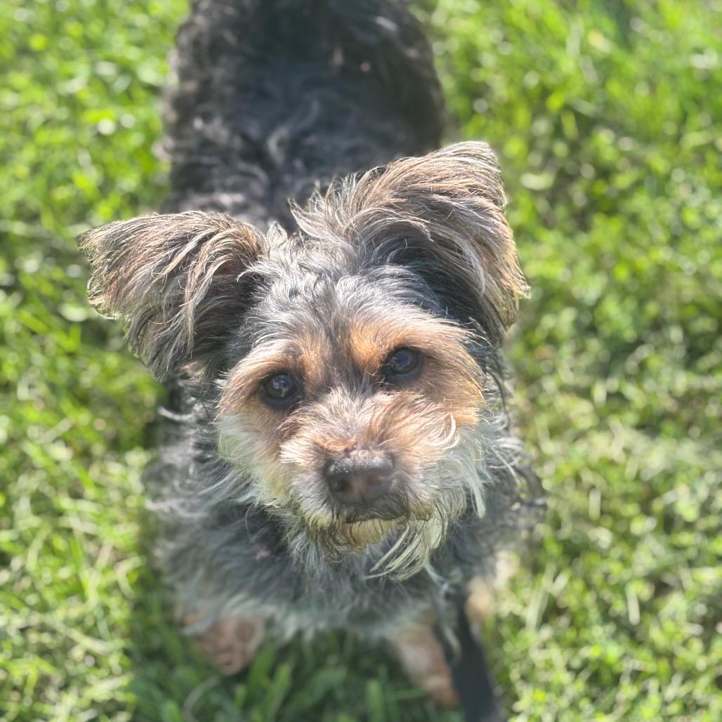Acorn, a Adoptable mixed breed in Brookfield, WI image 1/4
