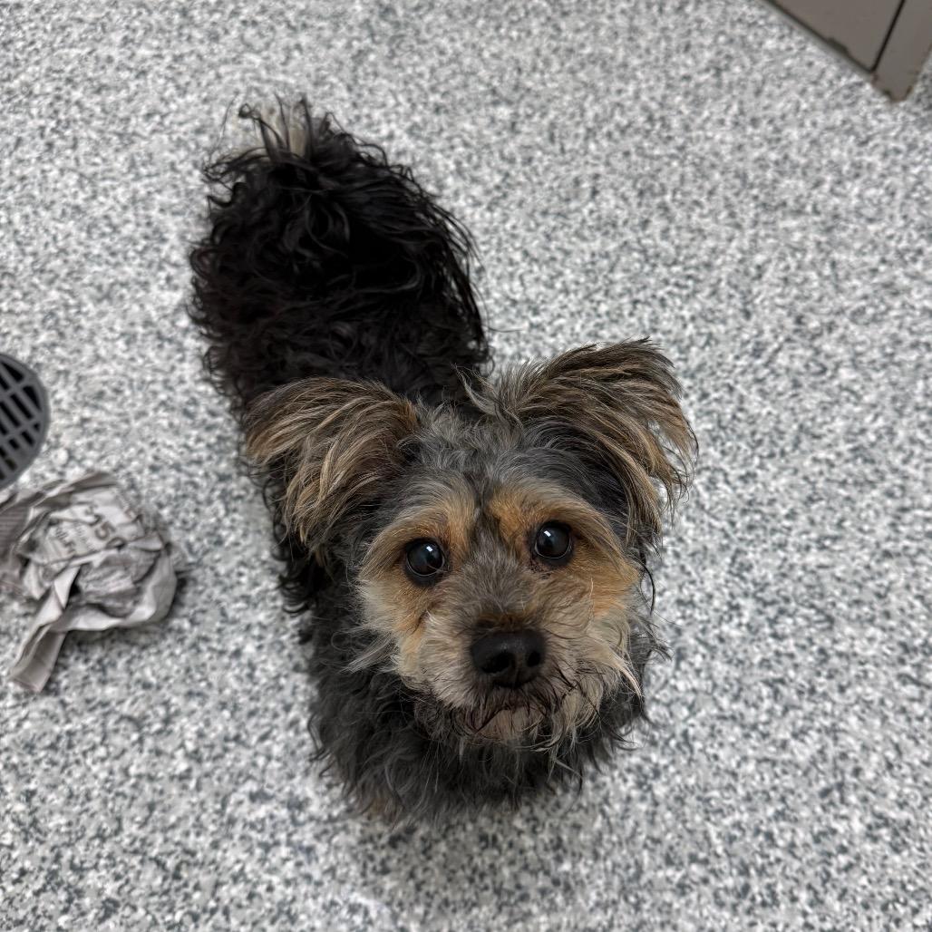 Acorn, a Adoptable mixed breed in Brookfield, WI image 2/4