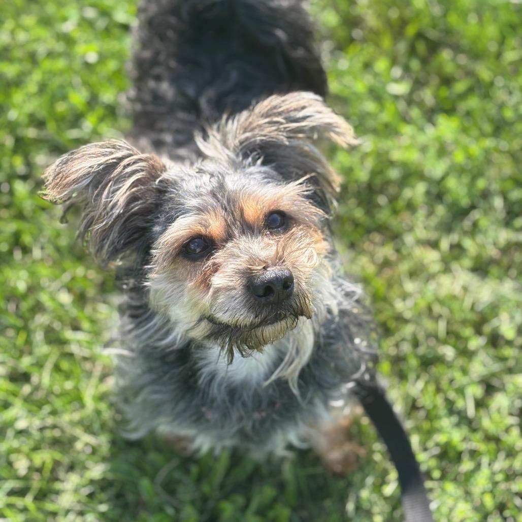 Acorn, a Adoptable mixed breed in Brookfield, WI image 3/4