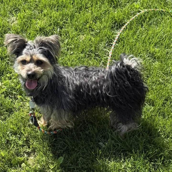 Acorn, a Adoptable mixed breed in Brookfield, WI image 4/4