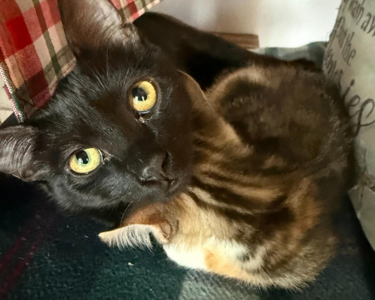 Enlarge Marge, a Adoptable mixed breed in San Antonio, TX image 3/4