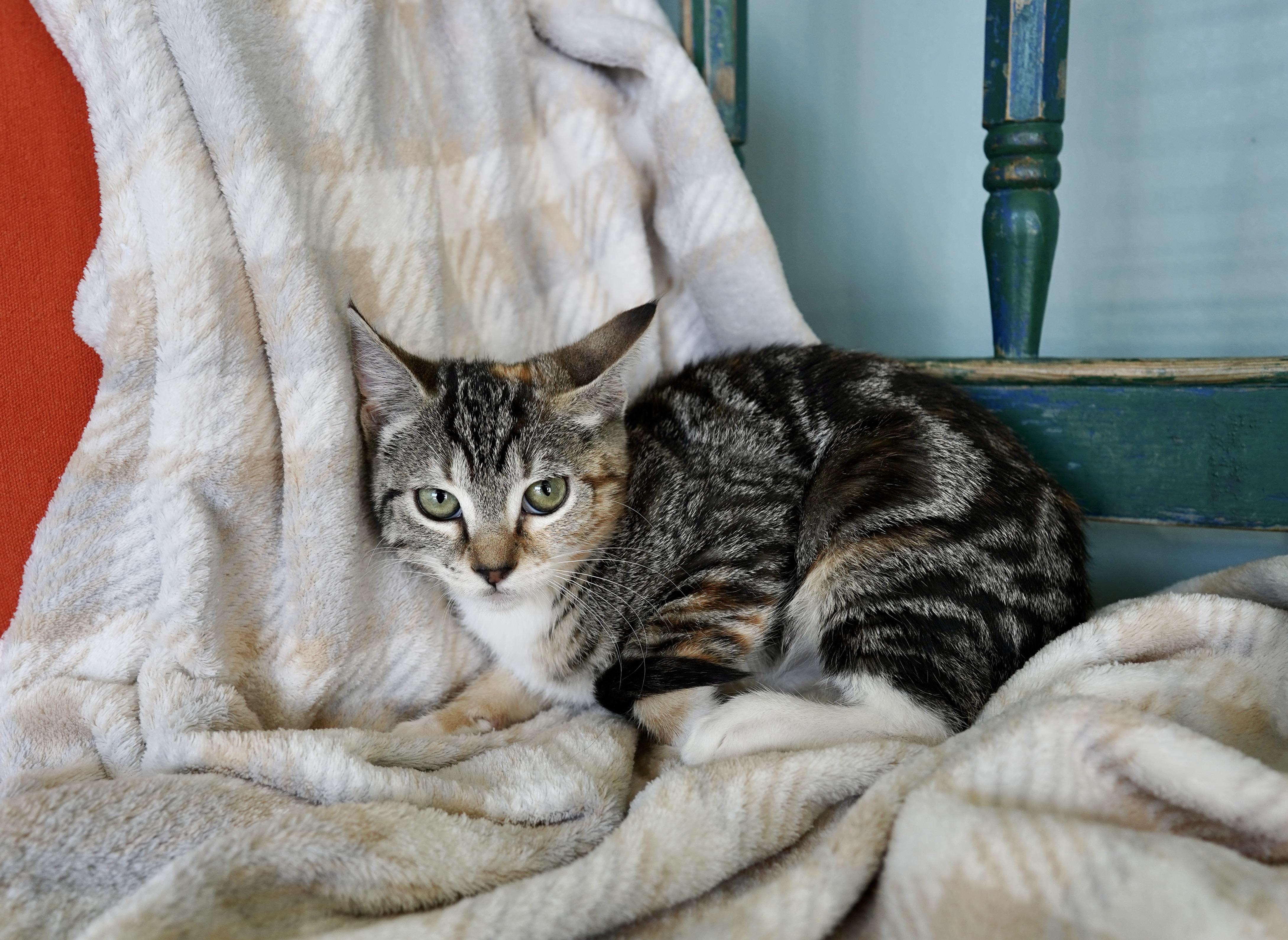 Marge, Adoptable, Kitten Female Domestic Short Hair.