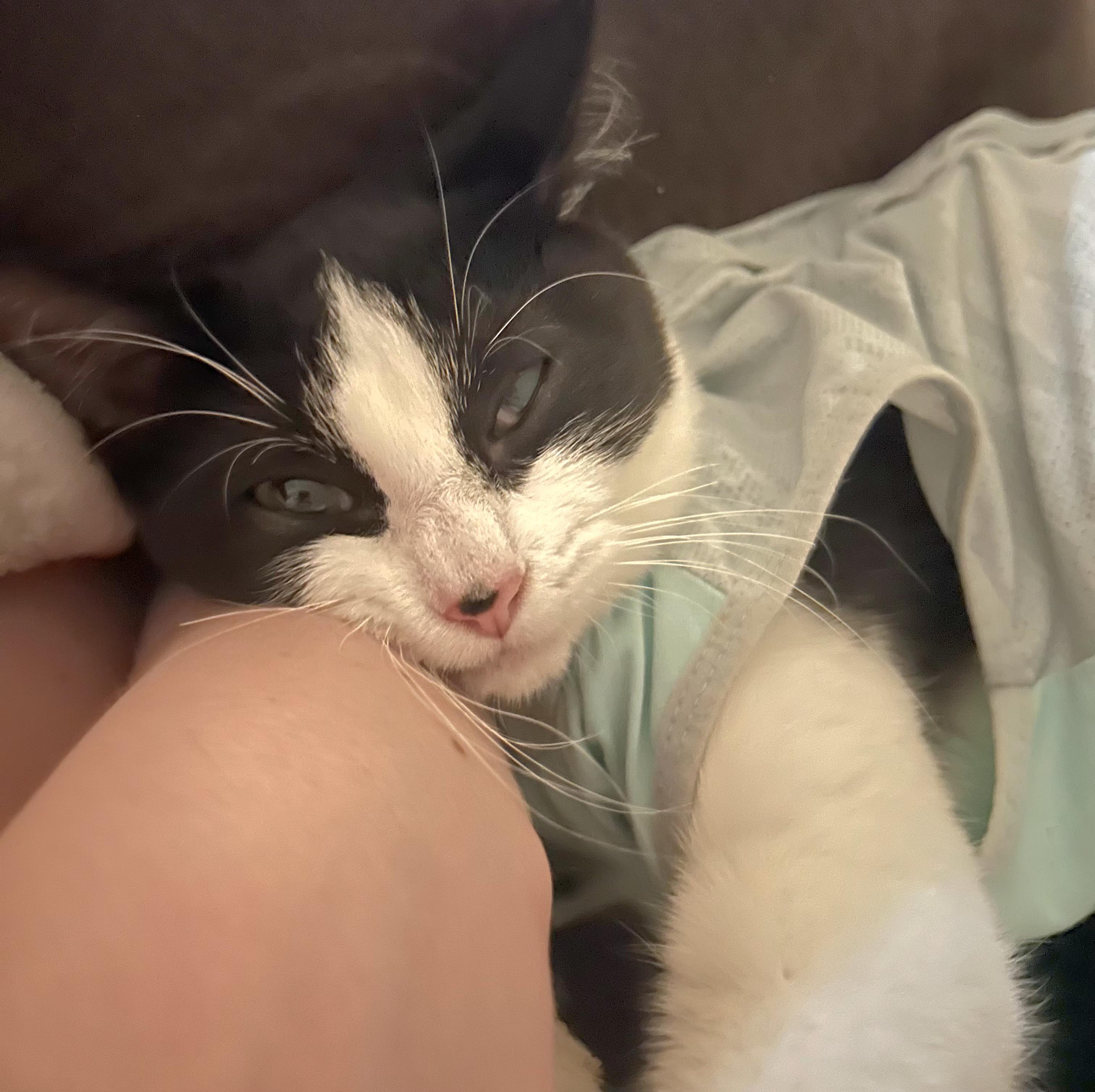 Enlarge Gemma, a Adoptable Tuxedo in Springfield, OR image 2/3