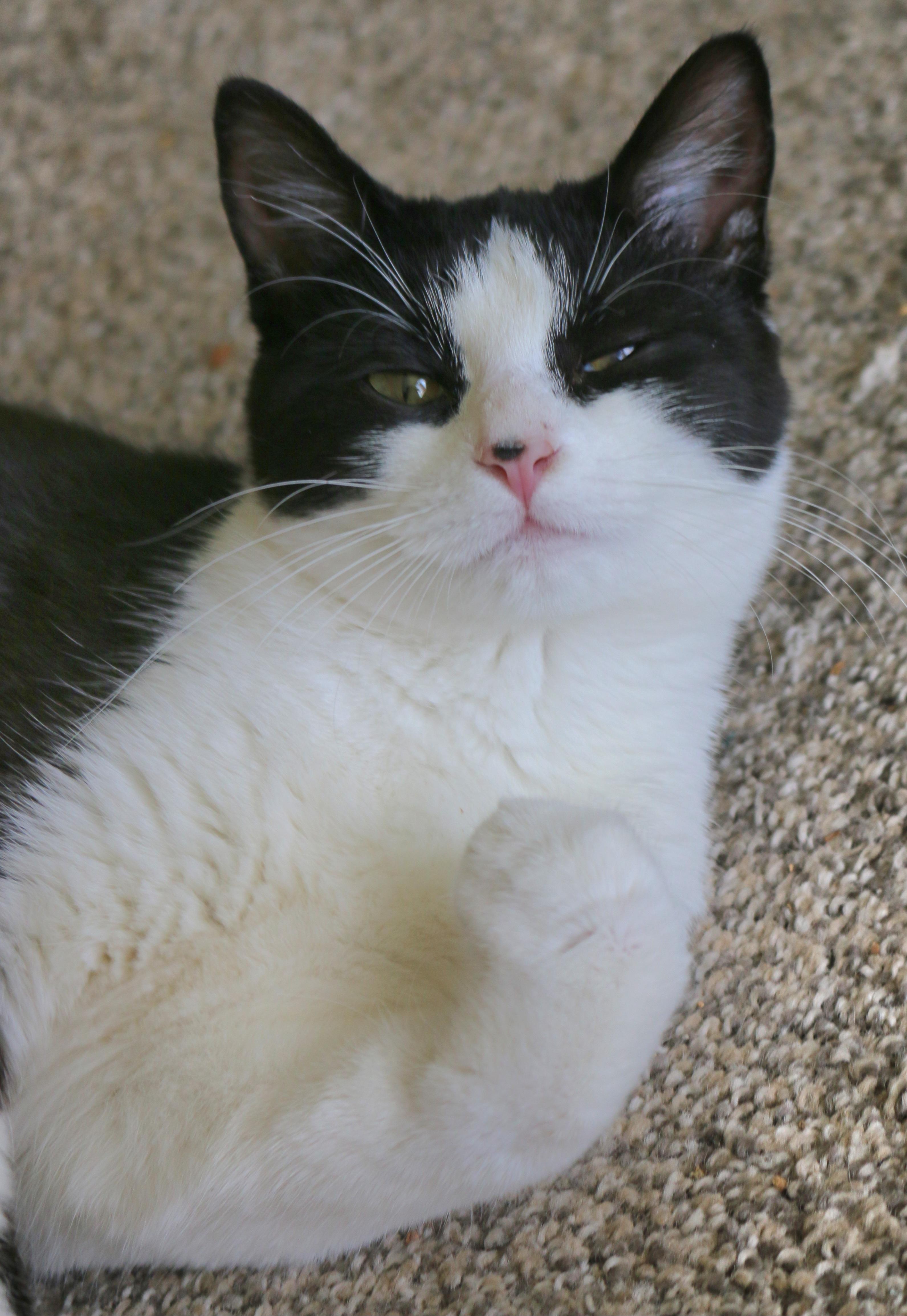 Gemma, a Adoptable Tuxedo in Springfield, OR image 2/6