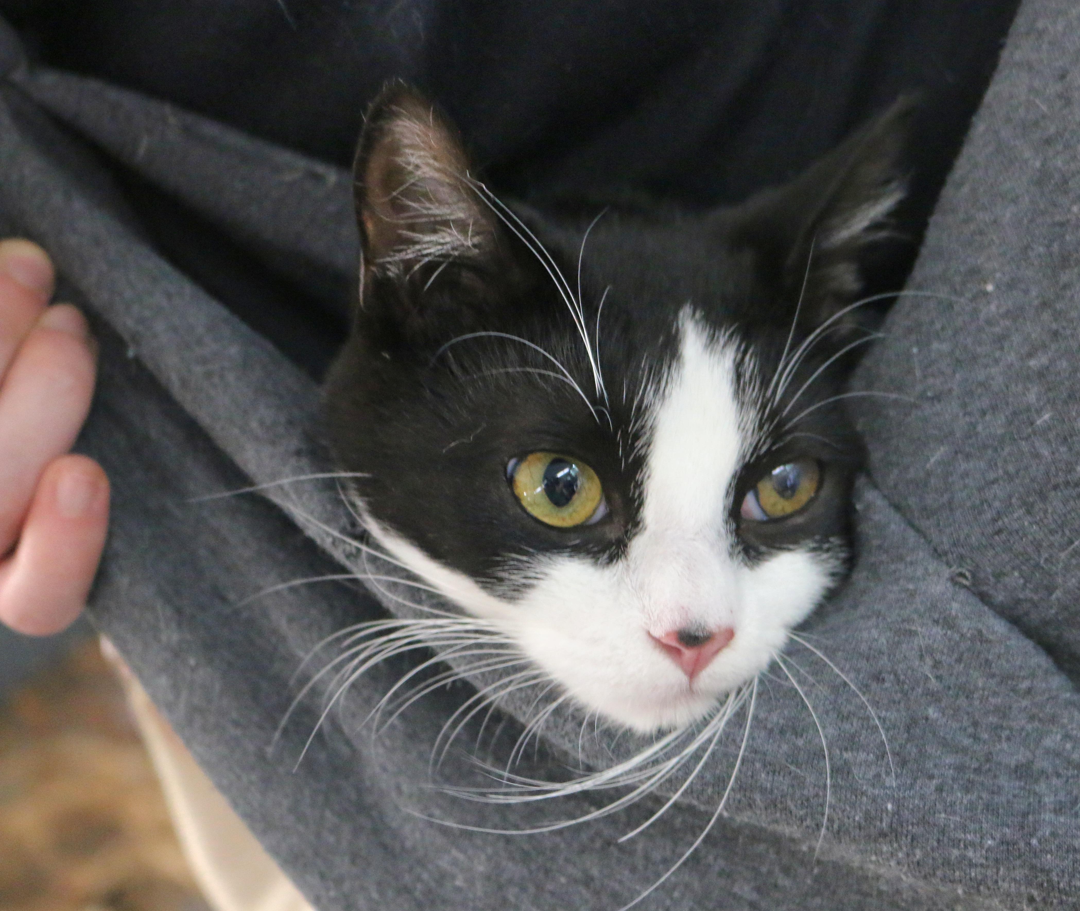 Gemma, a Adoptable Tuxedo in Springfield, OR image 3/6
