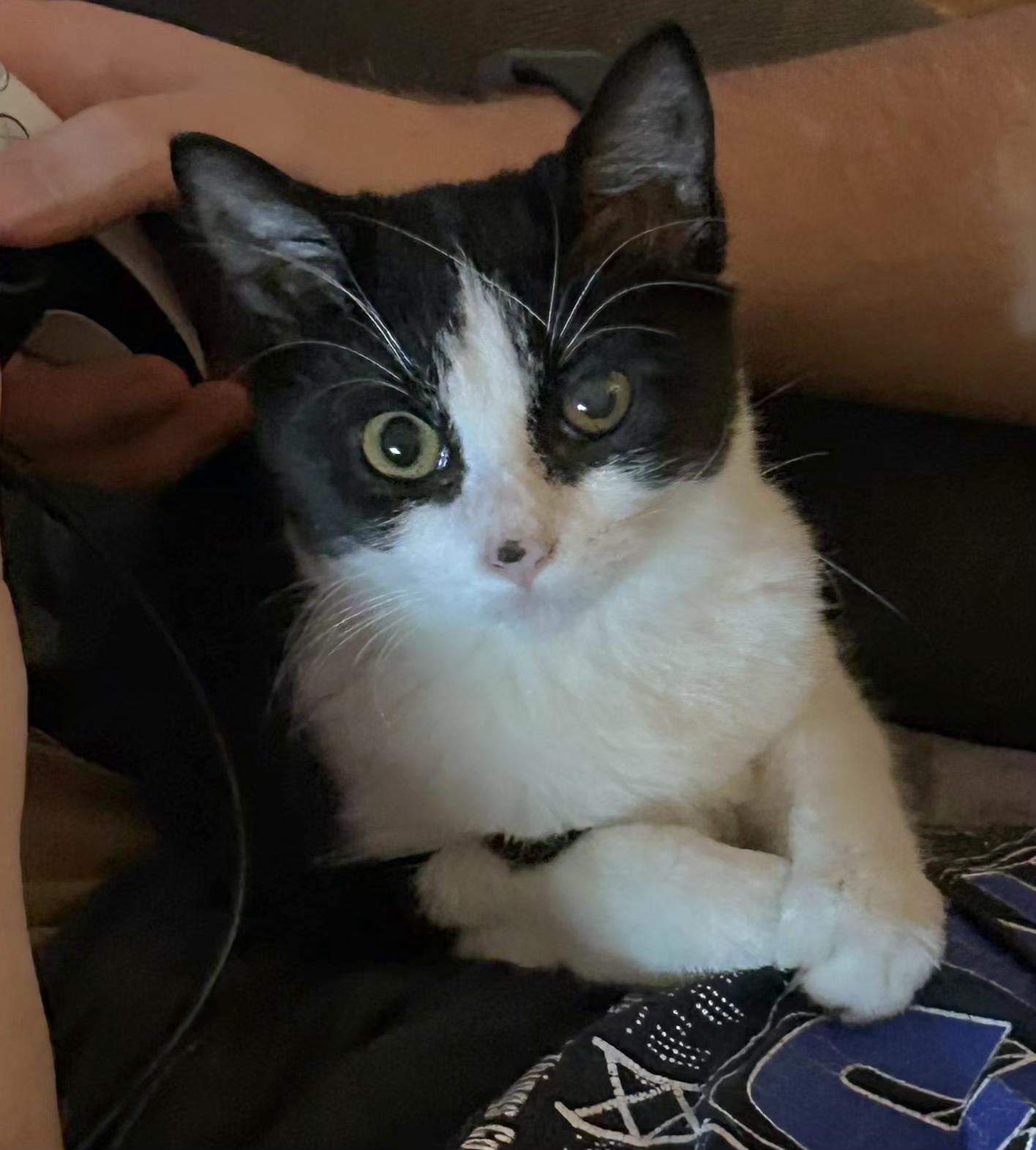Gemma, Adoptable, Kitten Female Tuxedo.
