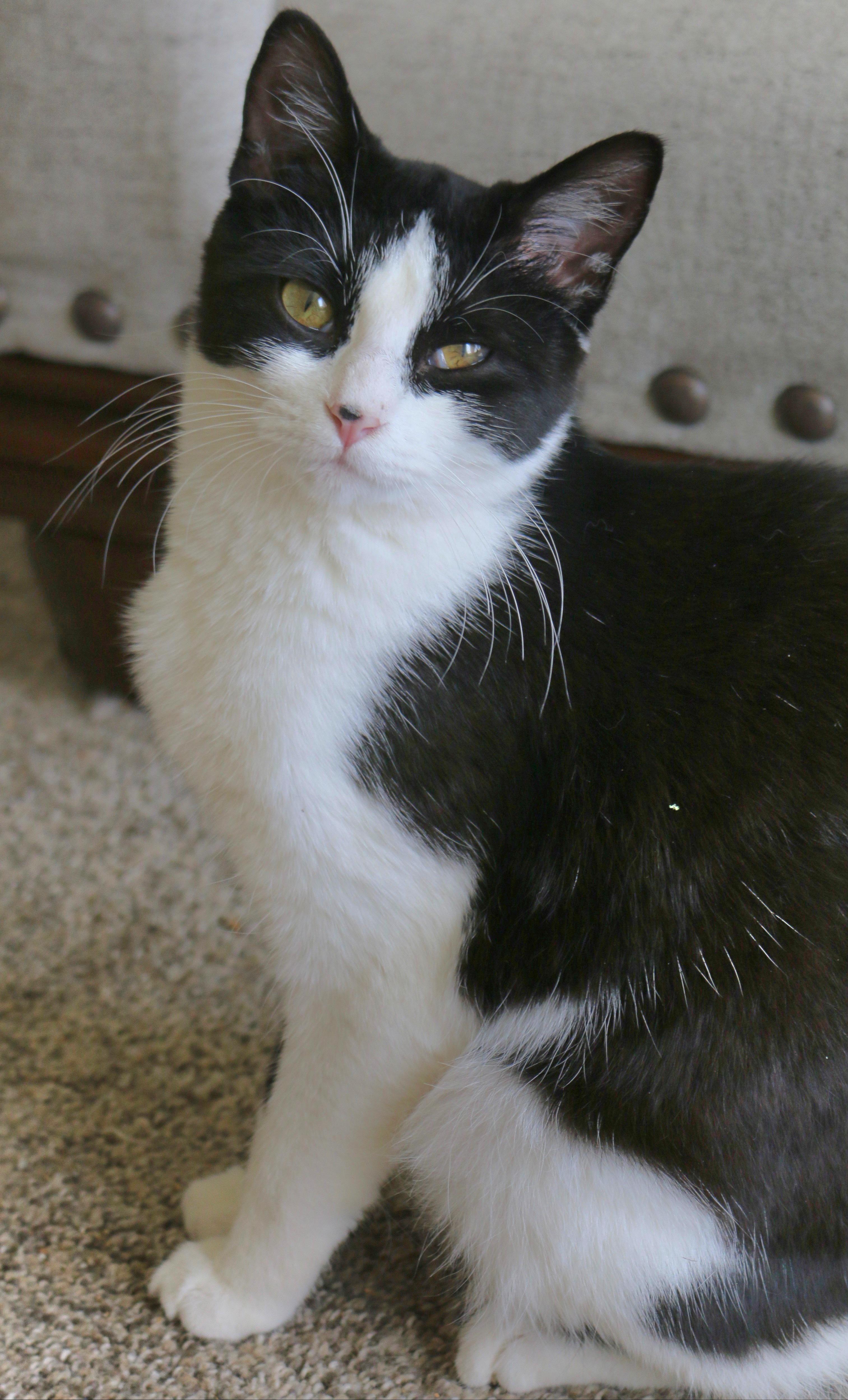 Gemma, a Adoptable Tuxedo in Springfield, OR image 4/6