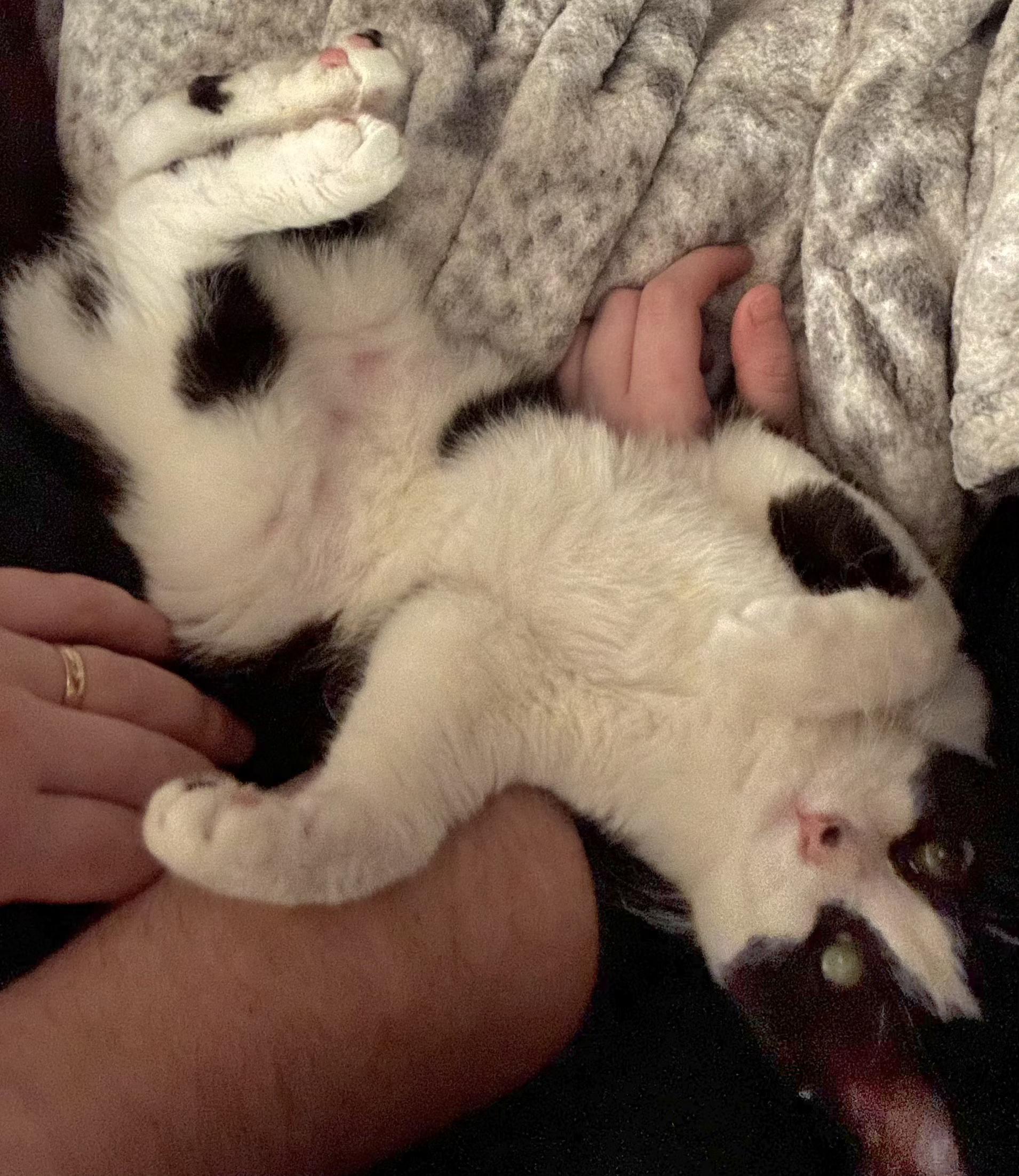 Enlarge Gemma, a Adoptable Tuxedo in Springfield, OR image 3/3