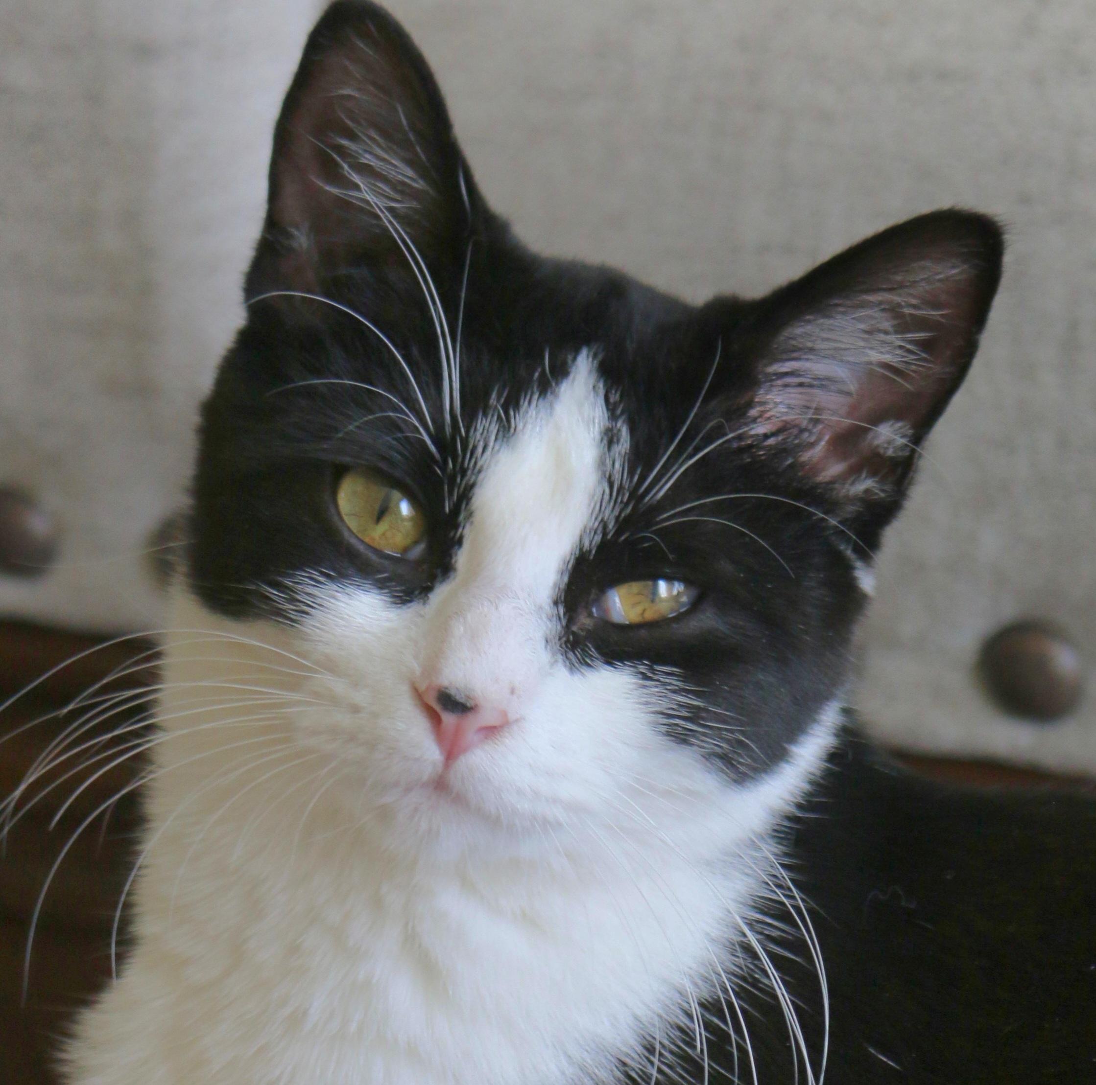 Gemma, Adoptable, Young Female Tuxedo.