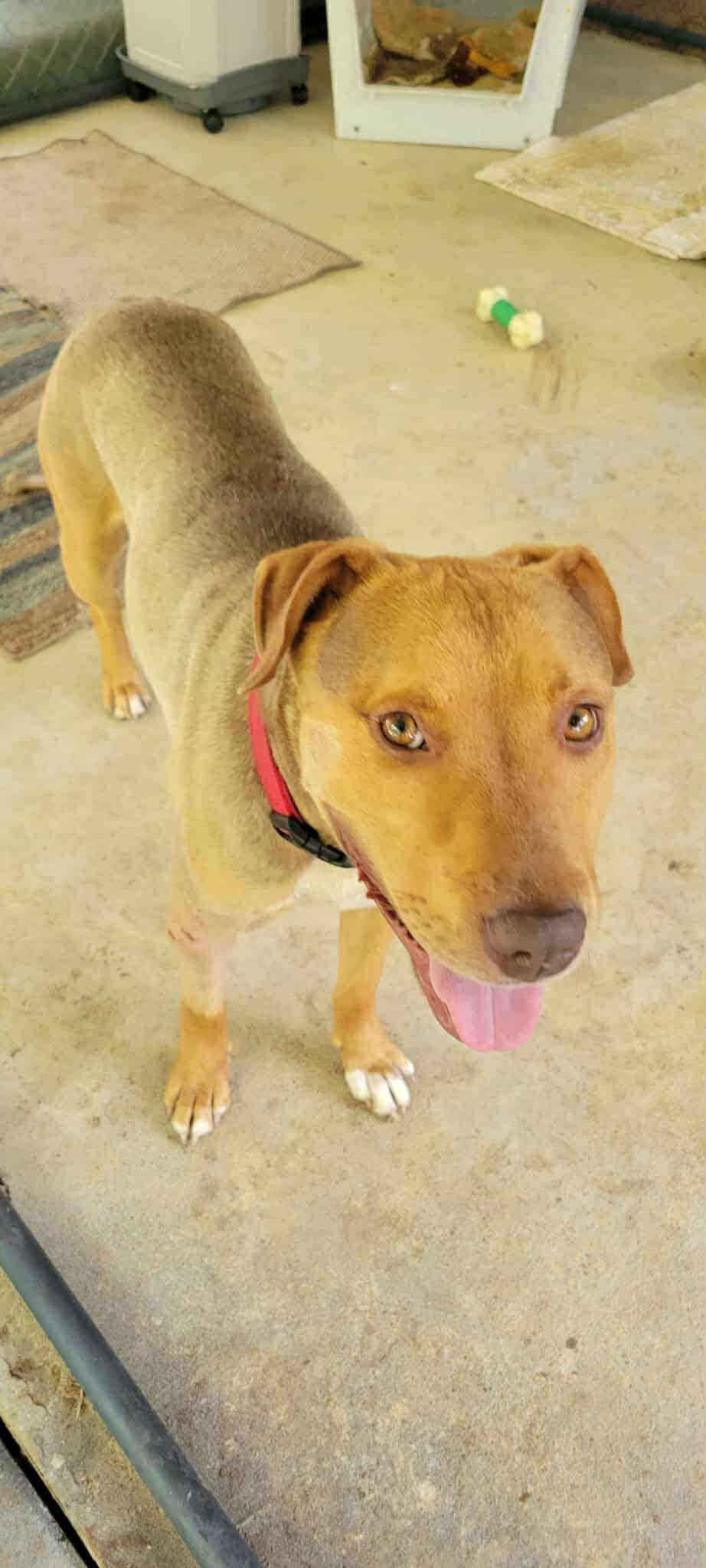 Samson Mixed Breed Dog