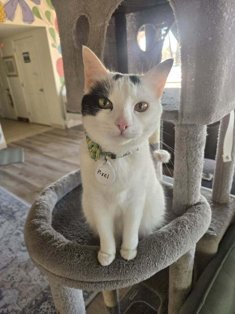 Pixel, Adoptable, Adult Female Domestic Short Hair.