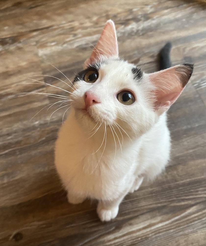 Enlarge Pixel, a Adoptable mixed breed in tucson, AZ image 2/6