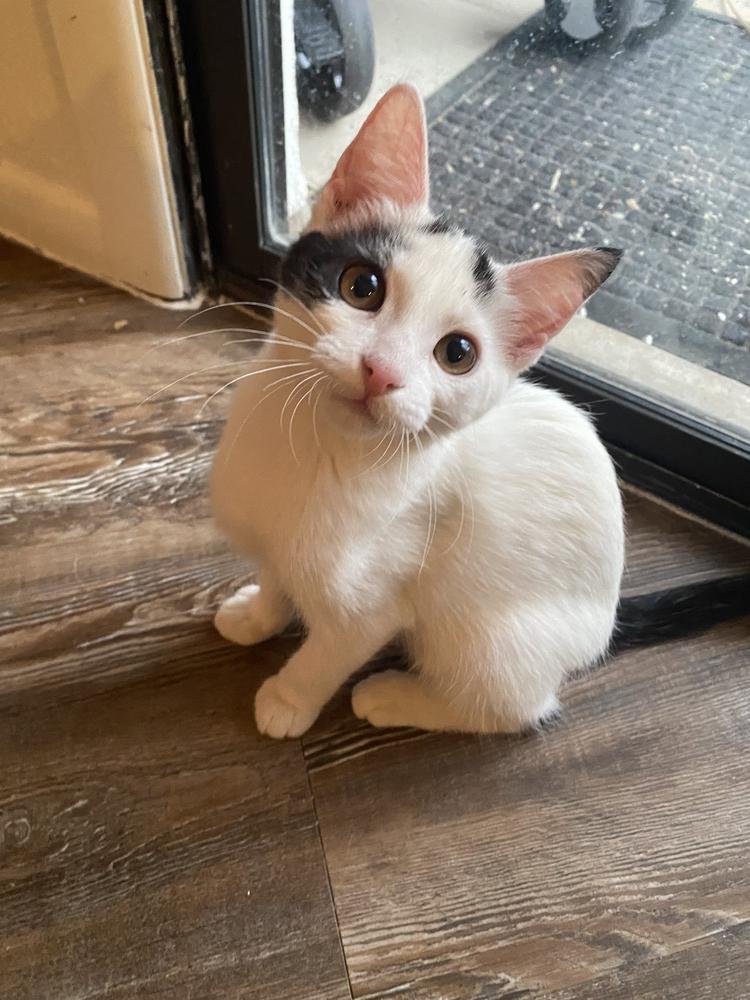 Enlarge Pixel, a Adoptable mixed breed in tucson, AZ image 4/6