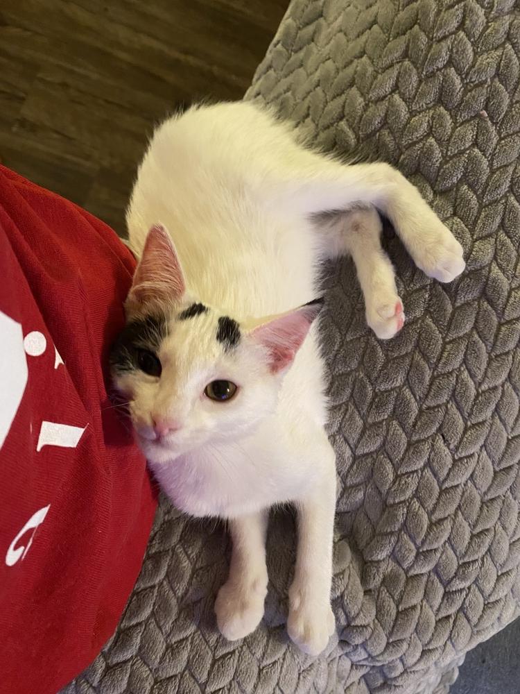 Enlarge Pixel, a Adoptable mixed breed in tucson, AZ image 5/6