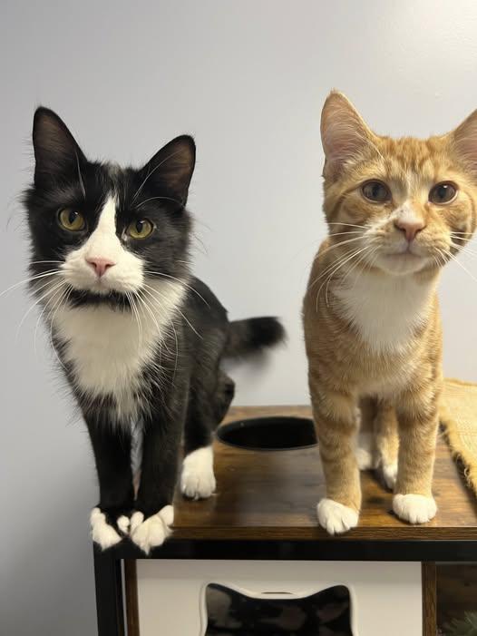 Sly 0525 (bonded with Stallone)