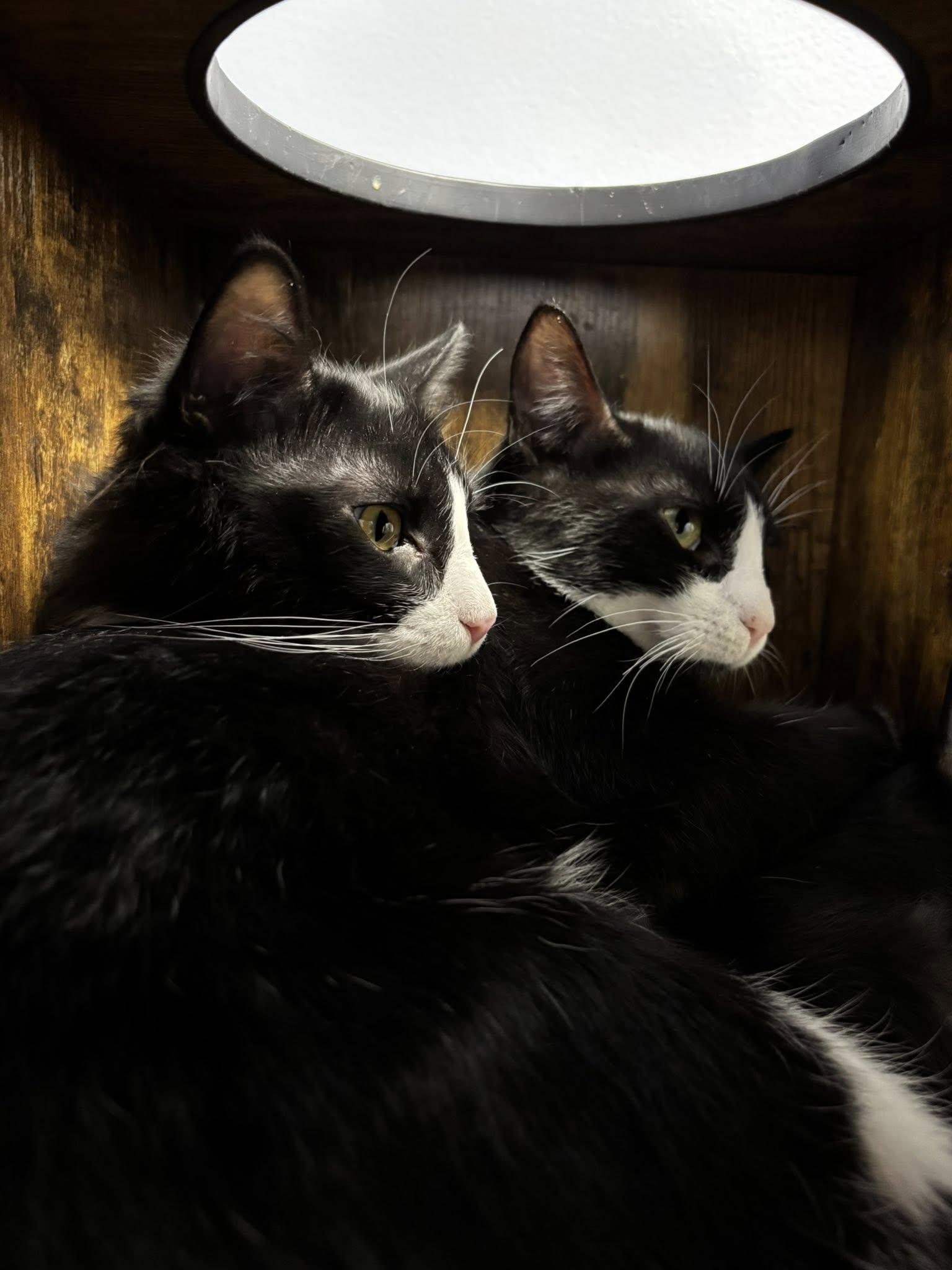 Sly 0525 (bonded with Stallone)