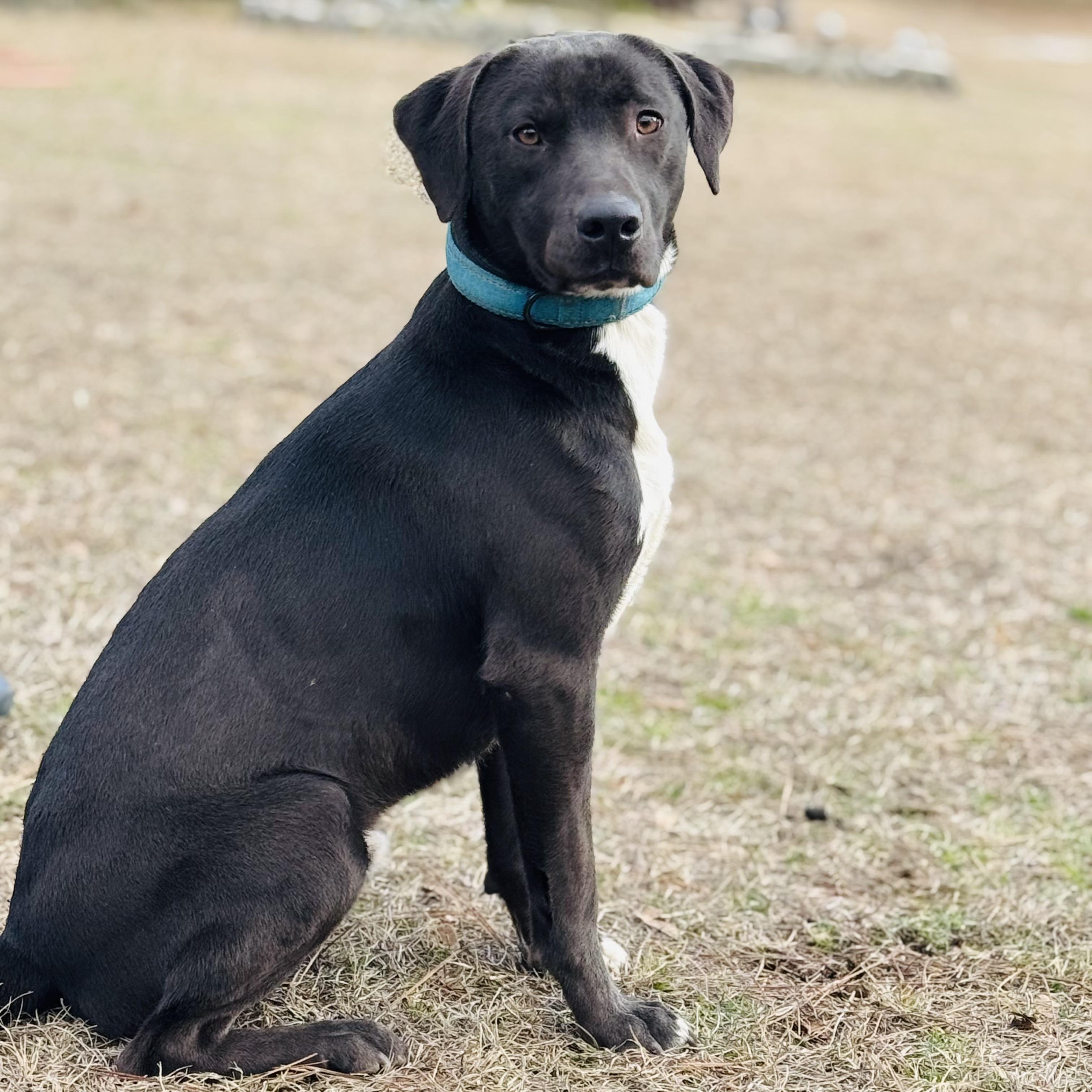 Enlarge Bosco, a ADOPTABLE Black Labrador Retriever in Oak Bluffs, MA image 1/1