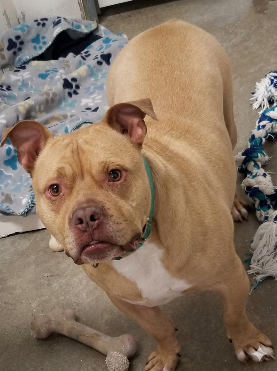 STROMBOLI, Adoptable, Adult Male American Bully.