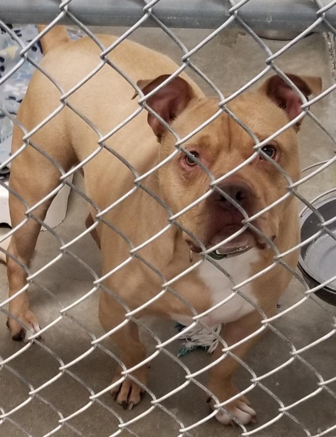 Enlarge STROMBOLI, a Adoptable mixed breed in Seymour, IN image 2/3