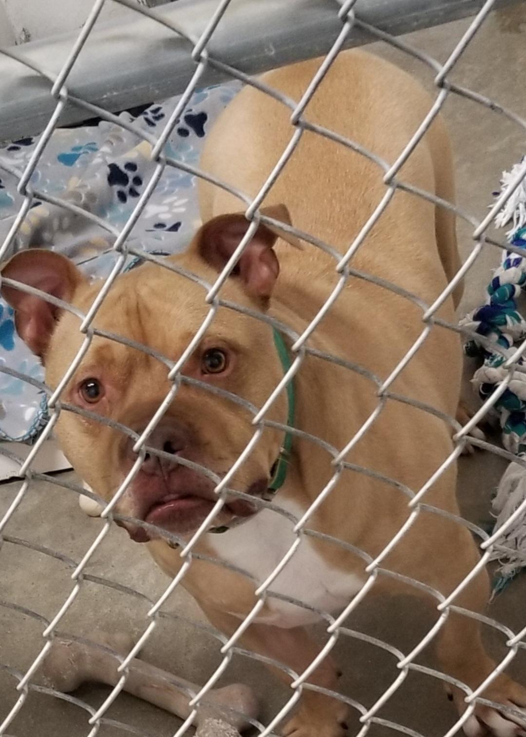 Enlarge STROMBOLI, a Adoptable mixed breed in Seymour, IN image 3/3