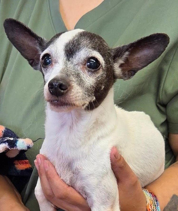 Stitch, Adopted, Adult Female Chihuahua.