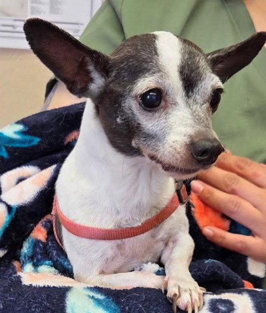Enlarge Stitch, a Adopted Chihuahua in Evergreen, CO image 2/3