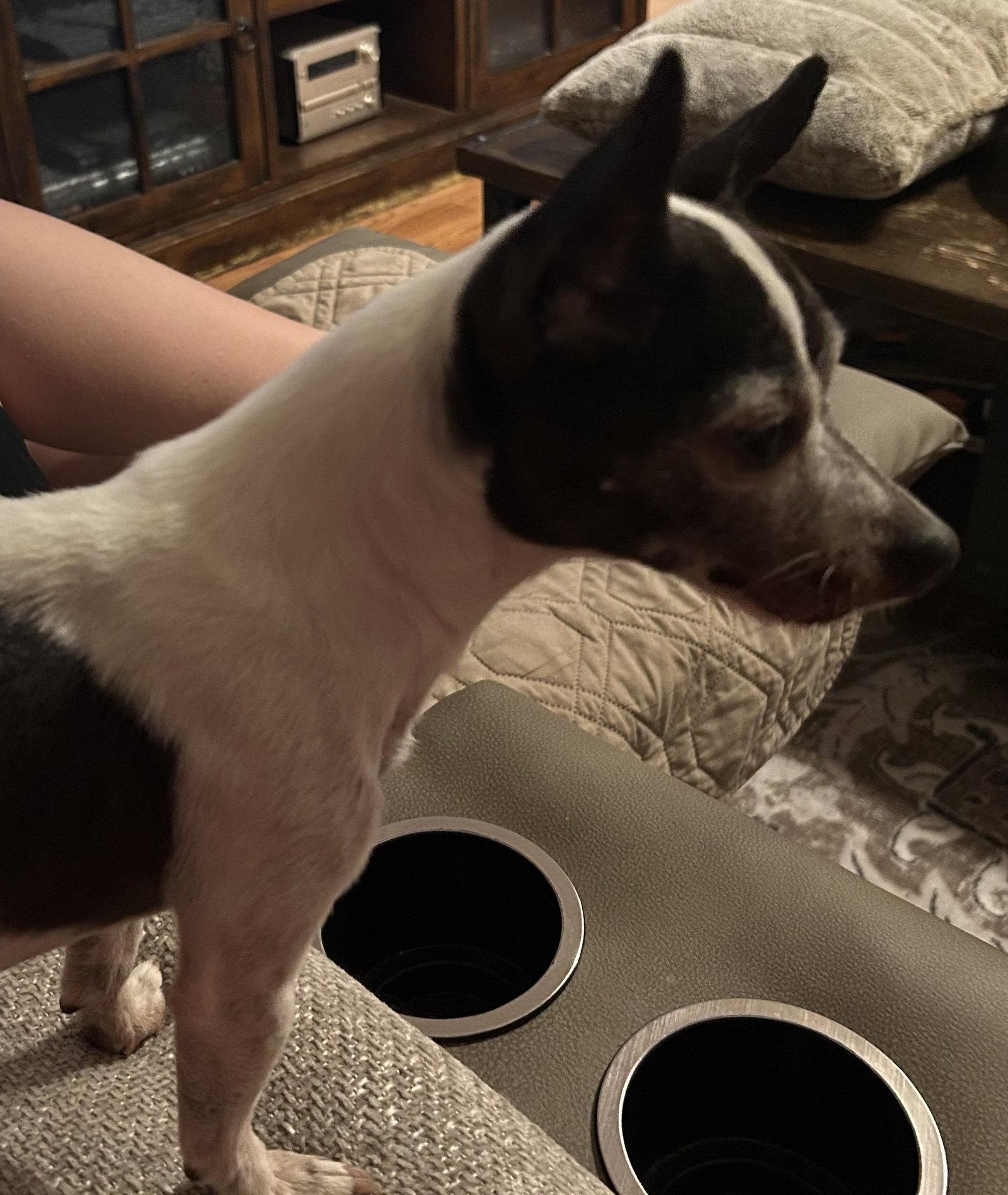 Enlarge Stitch, a Adopted Chihuahua in Evergreen, CO image 3/3