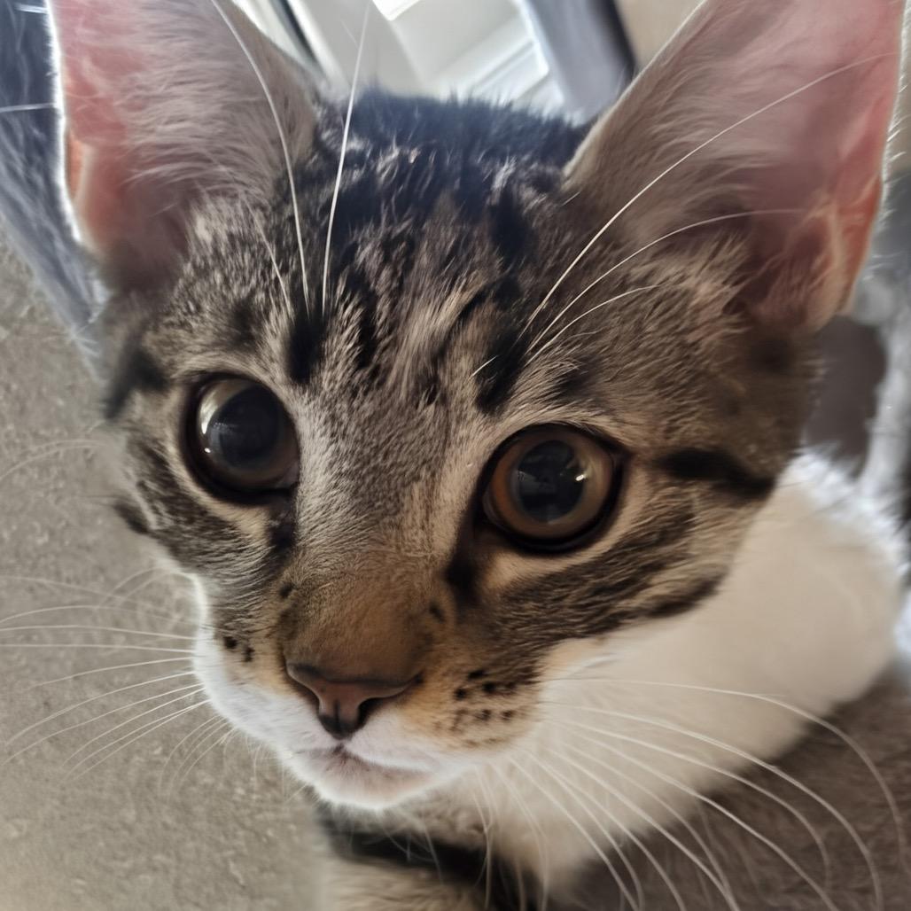 Rocky (adopt with Lylla), Adoptable, Kitten Male Domestic Short Hair.