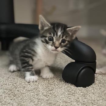 Rocky (adopt with Lylla), a Adoptable Domestic Short Hair in Fayetteville, GA image 1/4