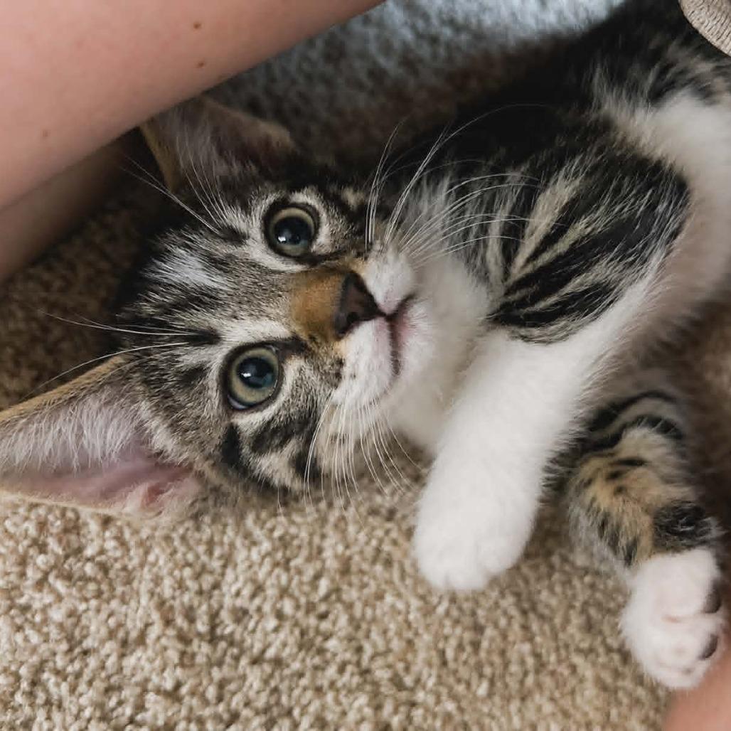 Rocky (adopt with Lylla), a Adoptable Domestic Short Hair in Fayetteville, GA image 2/4