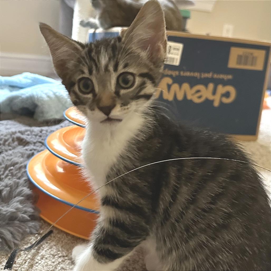 Rocky (adopt with Lylla), a Adoptable Domestic Short Hair in Fayetteville, GA image 4/4