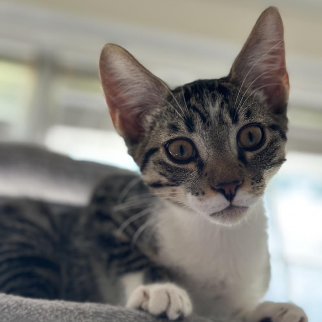 Rocky (adopt with Lylla), a Adoptable Domestic Short Hair in Fayetteville, GA image 6/6