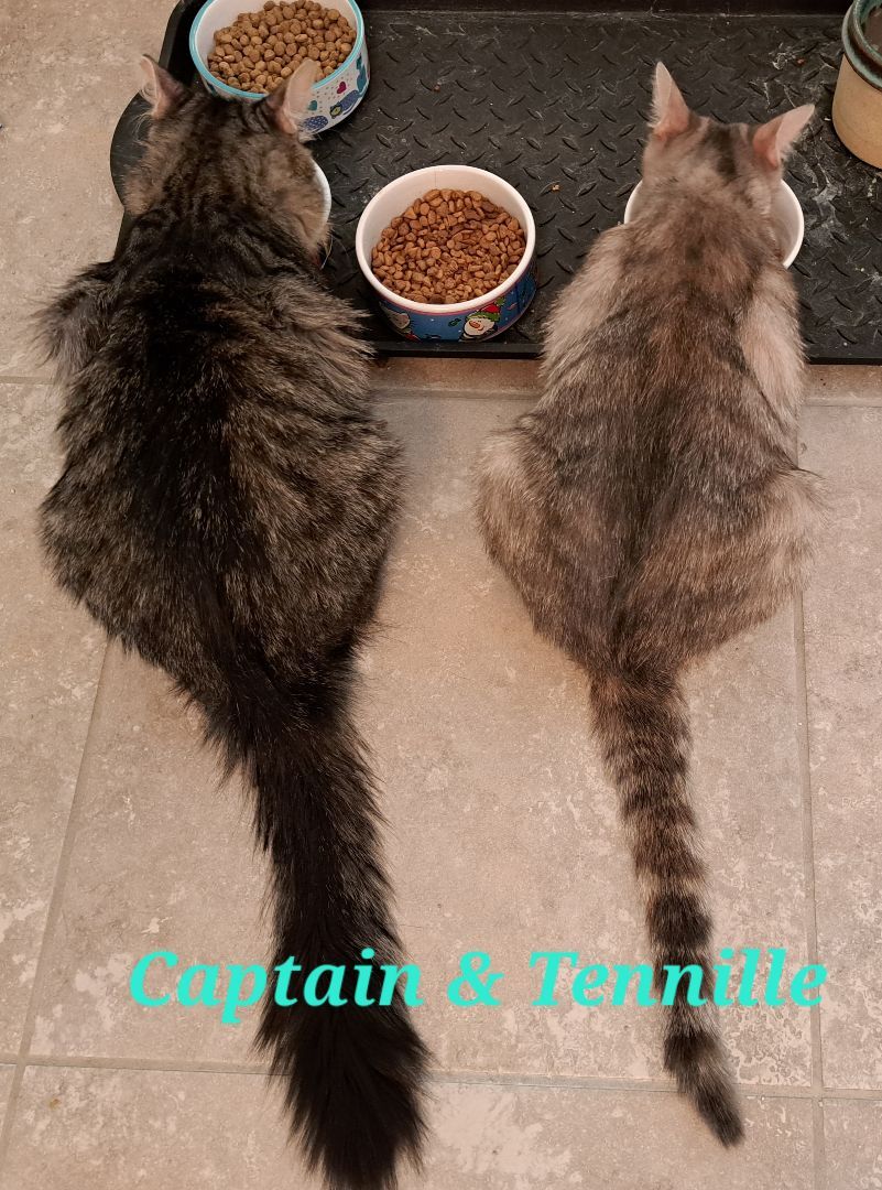 Captain   (call 602-692-1499 to meet Captain & Tennille), an adoptable Tabby in Phoenix, AZ, 85064 | Photo Image 4
