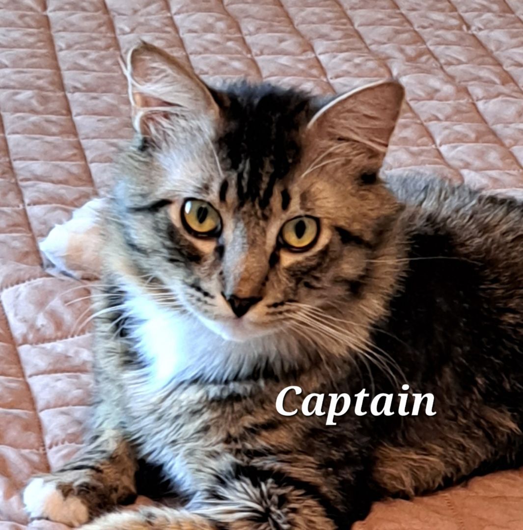 Captain   (call 602-692-1499 to meet Captain & Tennille), an adoptable Tabby in Phoenix, AZ, 85064 | Photo Image 2