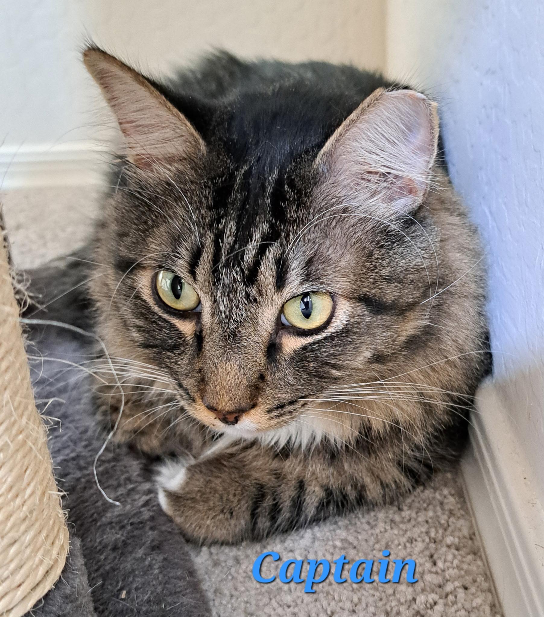 Captain   (call 602-692-1499 to meet Captain & Tennille), an adoptable Tabby in Phoenix, AZ, 85064 | Photo Image 1