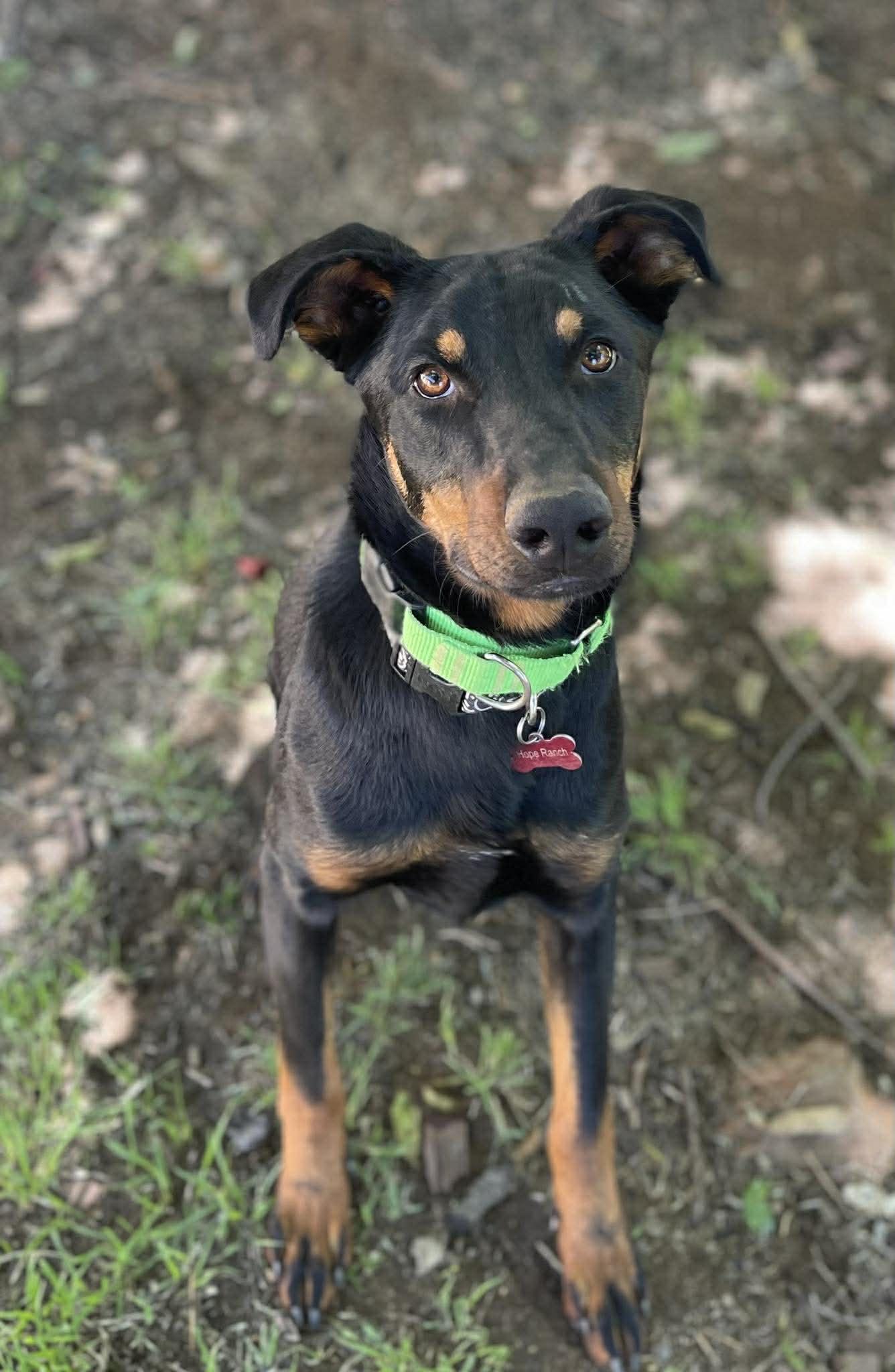 Enlarge Watermelon, an adopted mixed breed in Anza, CA image 3/3