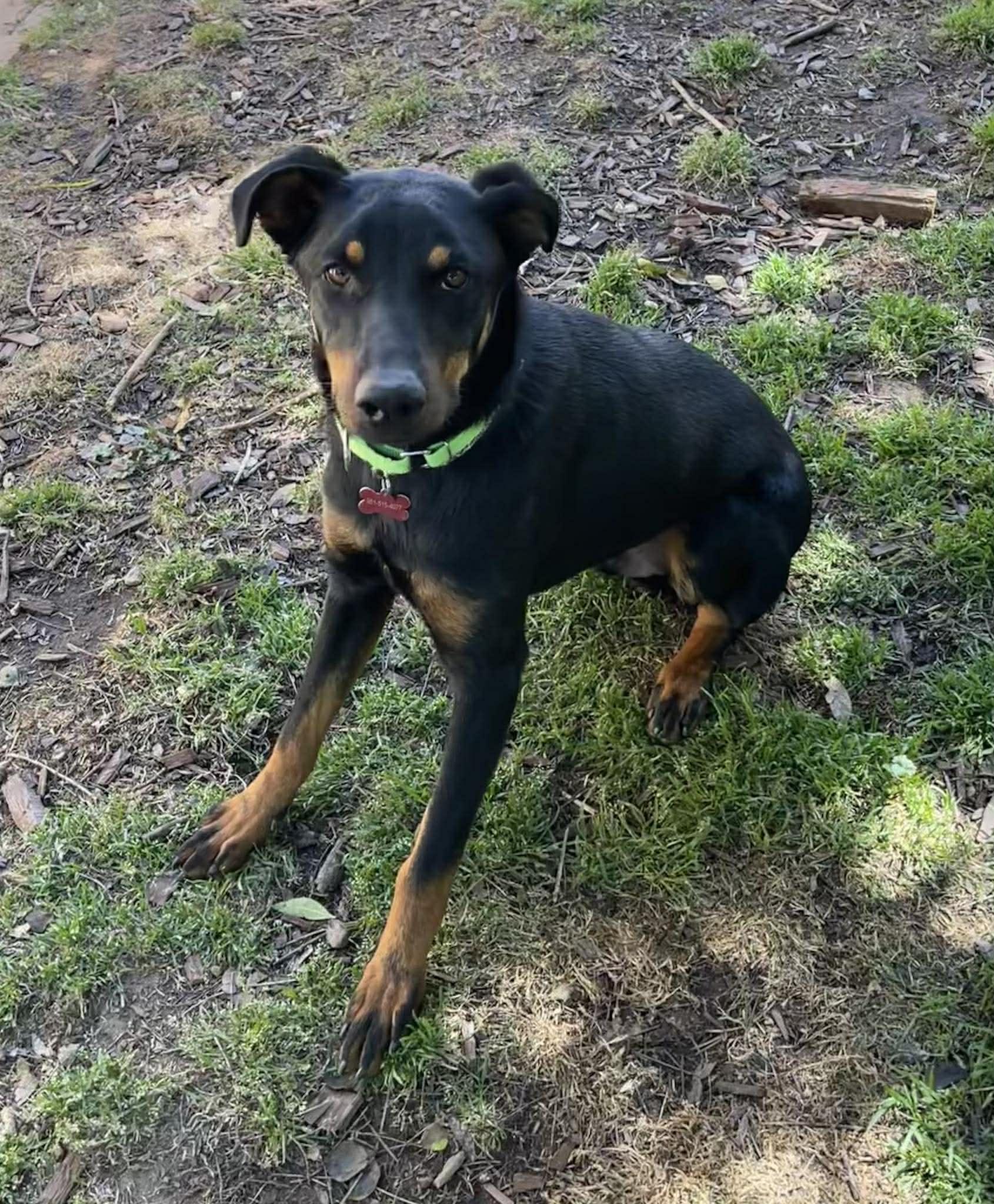 Watermelon, adopted, Young Male Doberman Pinscher.