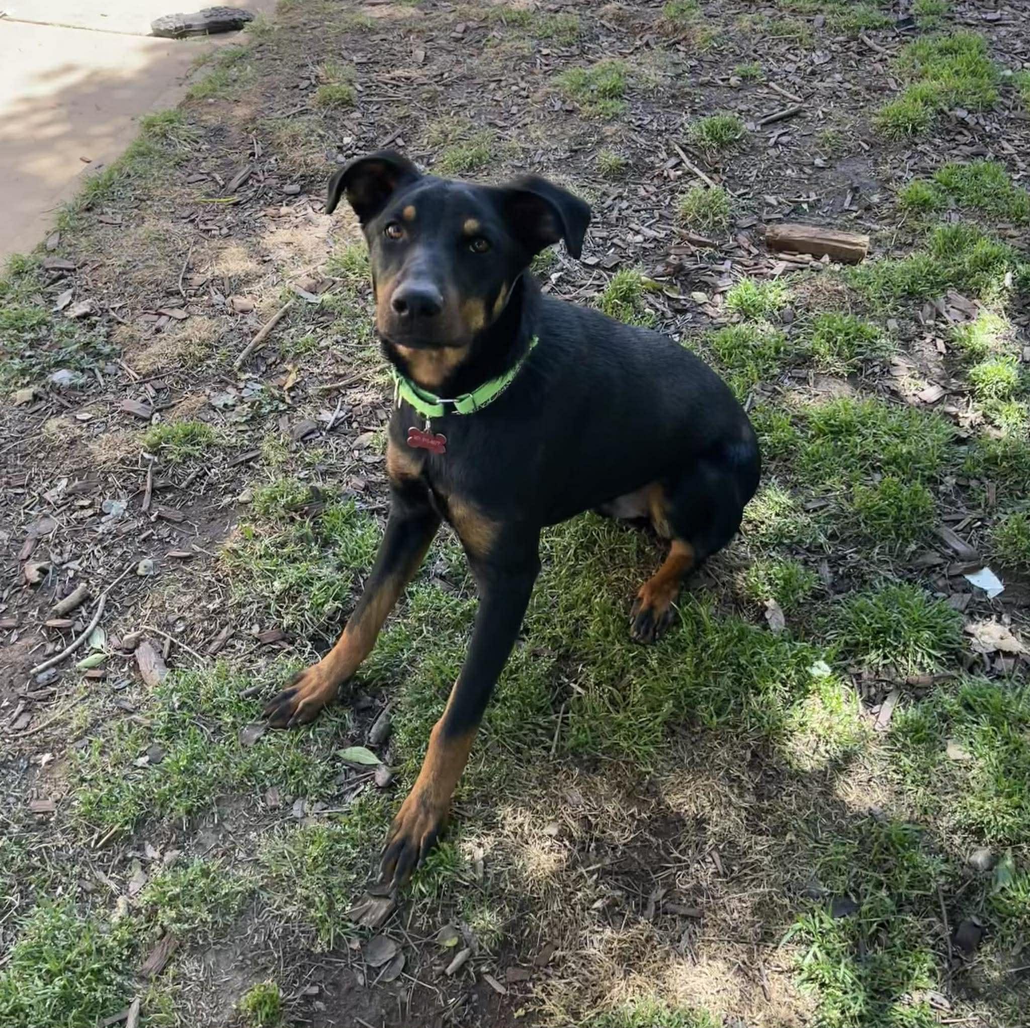 Enlarge Watermelon, an adopted mixed breed in Anza, CA image 2/3