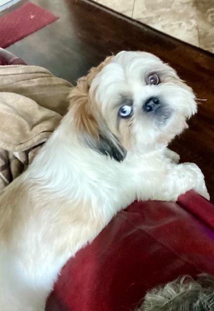 Blue, Adoptable, Adult Male Shih Tzu.