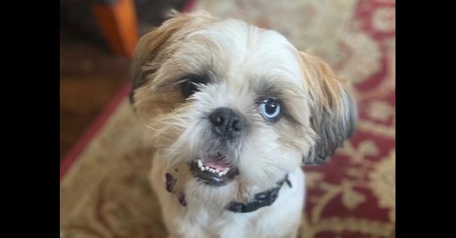 Enlarge Blue, a Adoptable mixed breed in Richardson, TX image 2/6