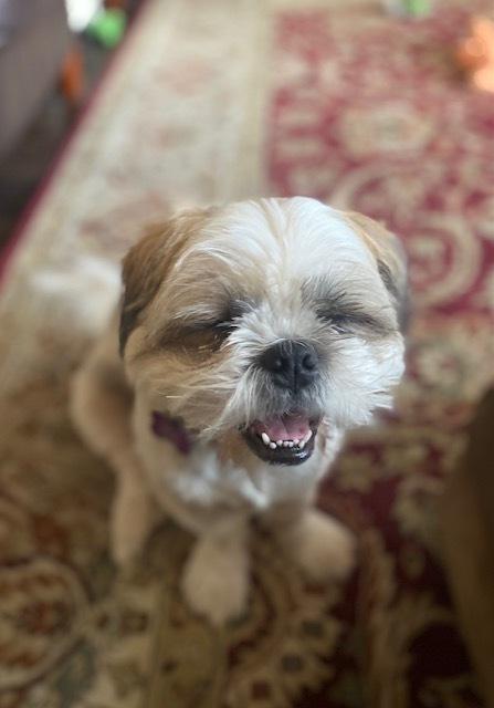 Enlarge Blue, a Adoptable mixed breed in Richardson, TX image 3/6