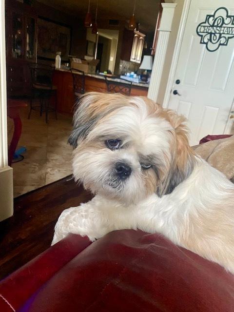 Enlarge Blue, a Adoptable mixed breed in Richardson, TX image 6/6
