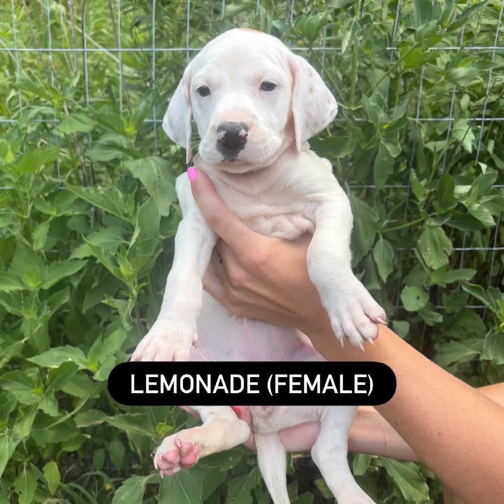 Enlarge Lemonade, a Adoptable mixed breed in North Charleston, SC image 1/1