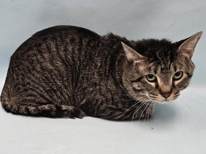 Pierre, Adoptable, Adult Male Domestic Short Hair.