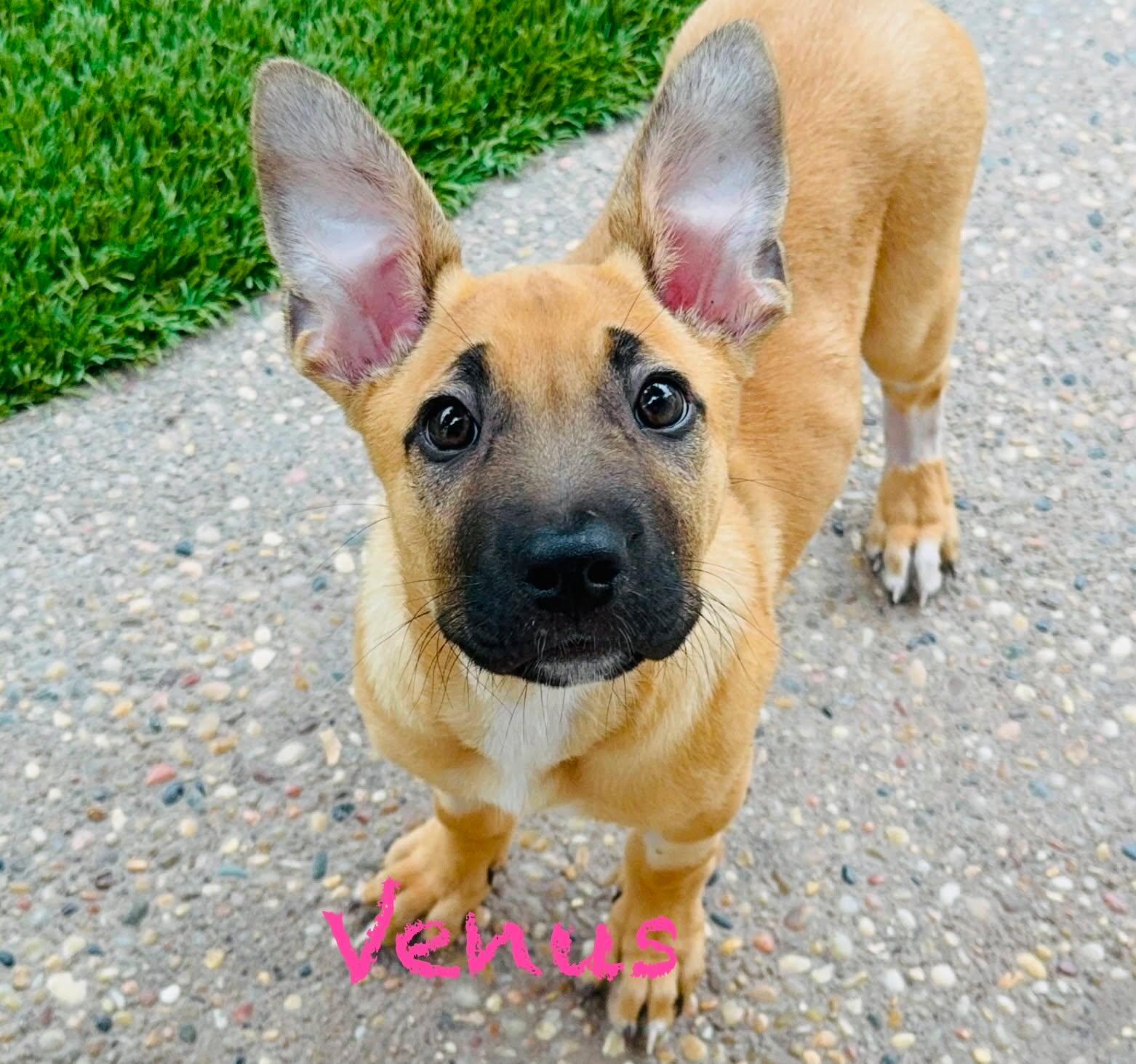 Venus, Adopted, Puppy Female German Shepherd Dog.