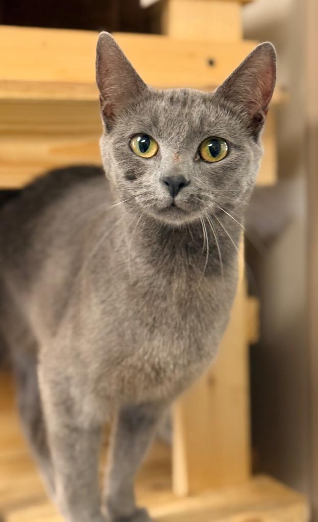 Enlarge Elara, a Adoptable mixed breed in North Vernon, IN image 1/1