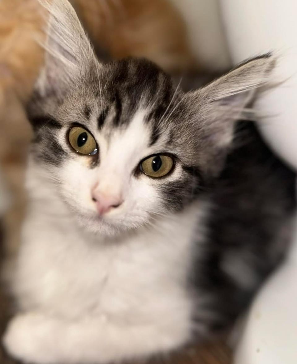 Enlarge Ram, a Adoptable Domestic Medium Hair in Woodstock, GA image 1/2