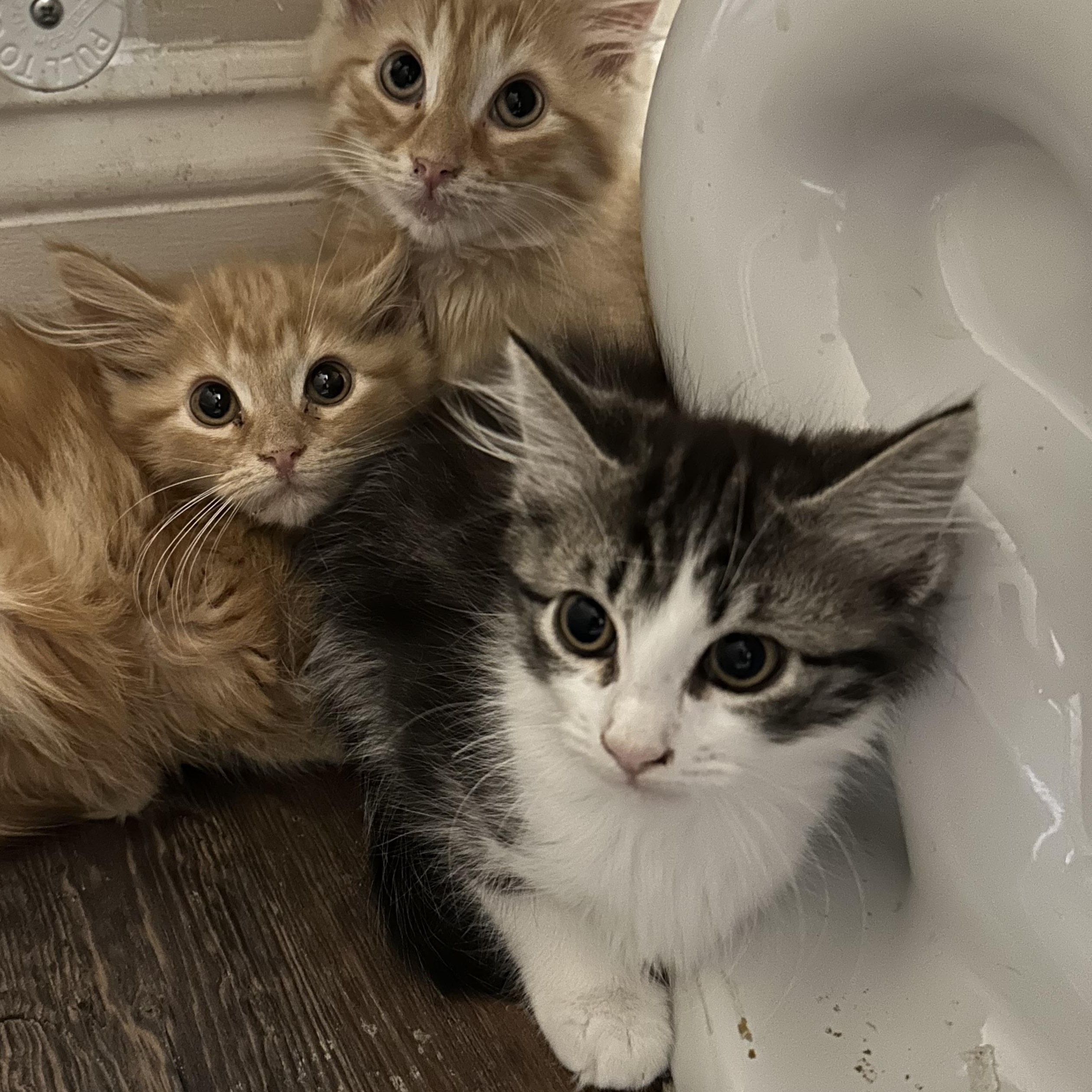 Enlarge Ram, a Adoptable Domestic Medium Hair in Woodstock, GA image 2/2