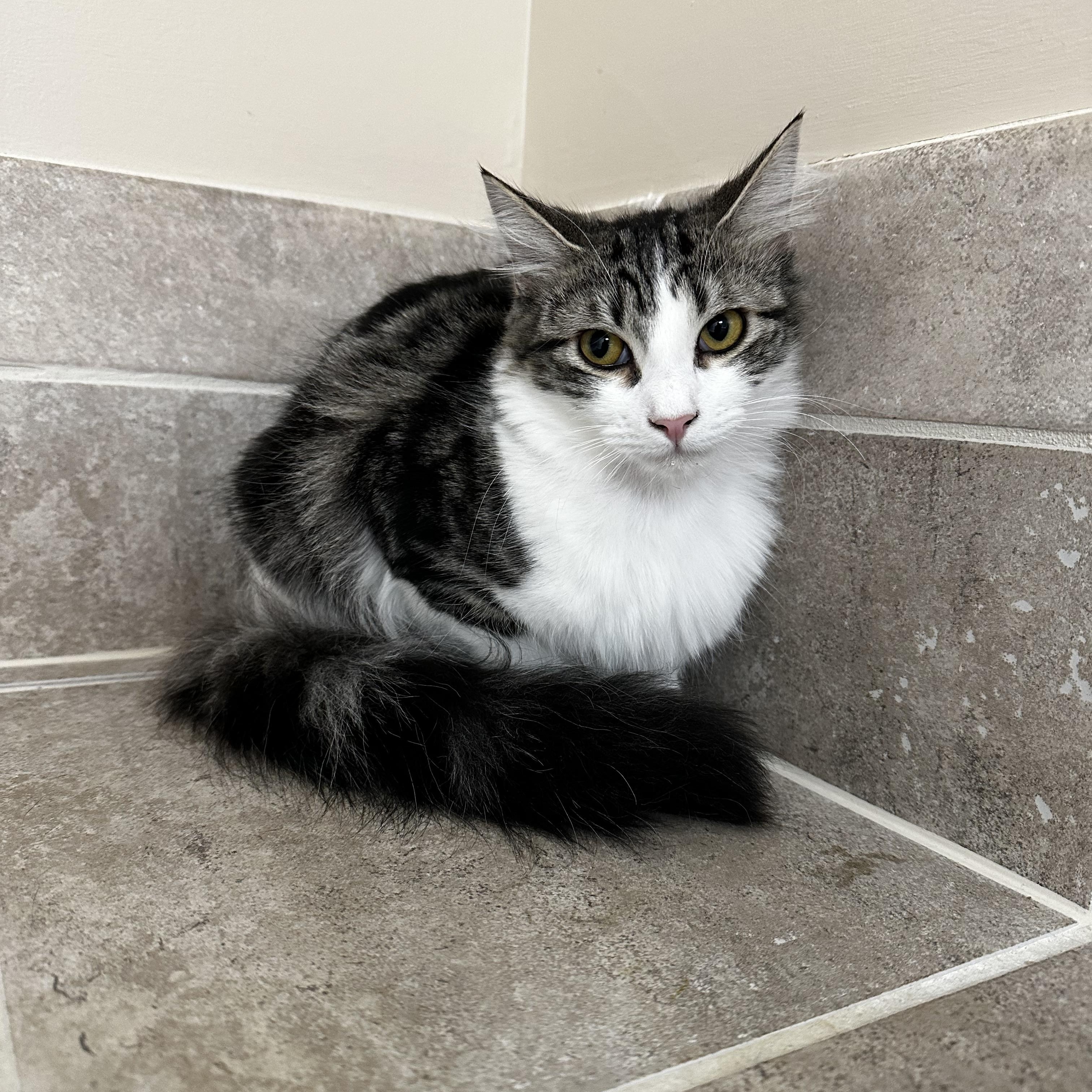 Enlarge Ram, a Adoptable Domestic Medium Hair in Woodstock, GA image 2/2
