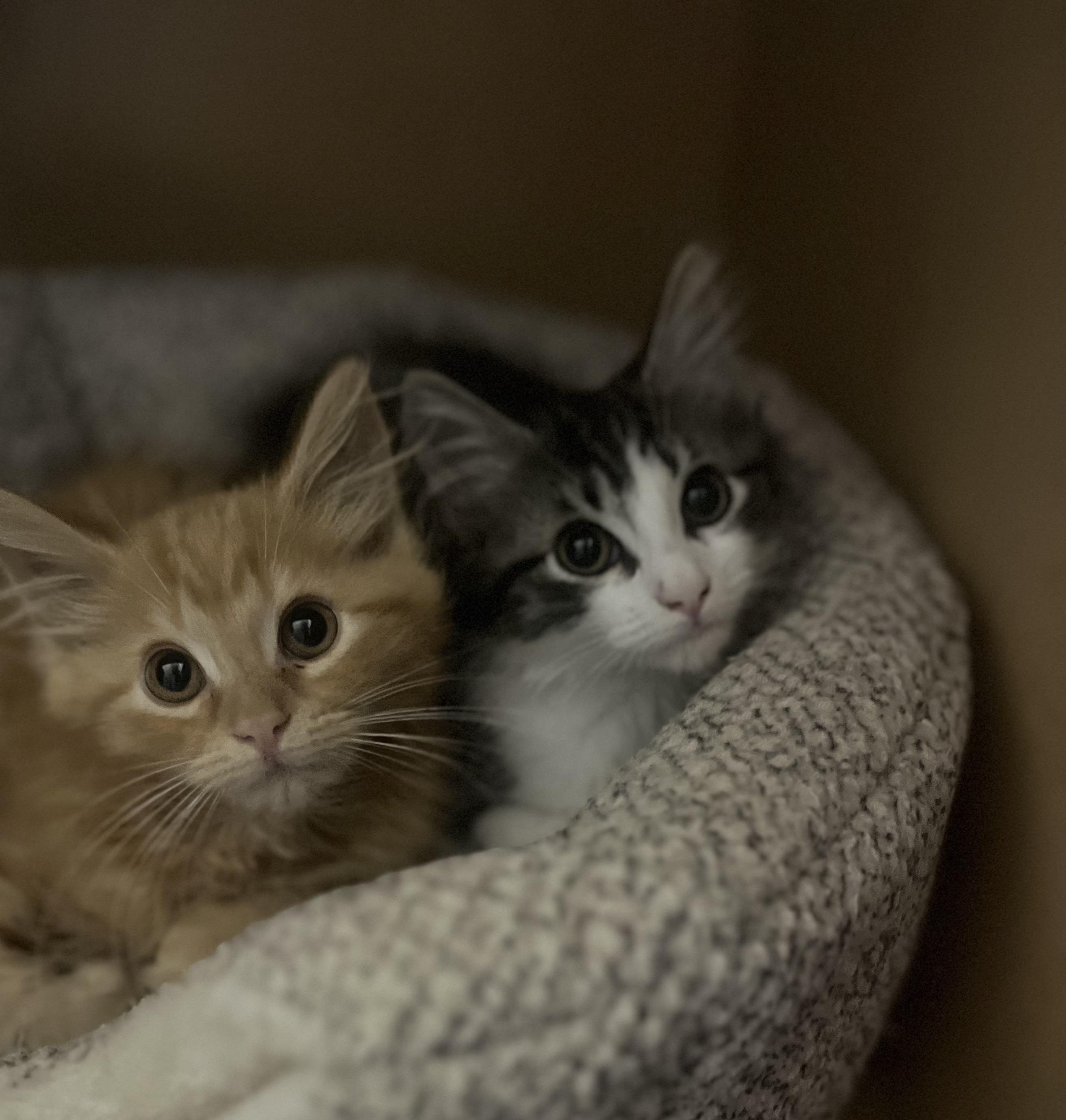 Ram, Young Male Domestic Medium Hair